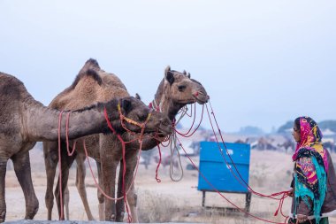 Pushkar, Rajasthan, India - November 24 2023: Portrait of an young Indian rajasthani woman in colorful traditional dress carrying camel at Pushkar Camel Fair ground during winter morning.
