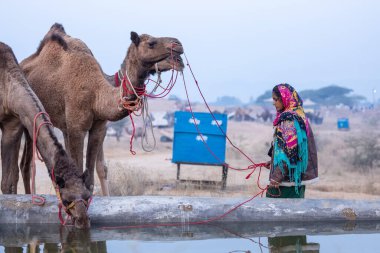 Pushkar, Rajasthan, India - November 24 2023: Portrait of an young Indian rajasthani woman in colorful traditional dress carrying camel at Pushkar Camel Fair ground during winter morning.