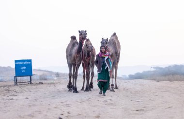 Pushkar, Rajasthan, India - November 24 2023: Portrait of an young Indian rajasthani woman in colorful traditional dress carrying camel at Pushkar Camel Fair ground during winter morning.