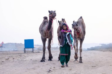 Pushkar, Rajasthan, India - November 24 2023: Portrait of an young Indian rajasthani woman in colorful traditional dress carrying camel at Pushkar Camel Fair ground during winter morning.