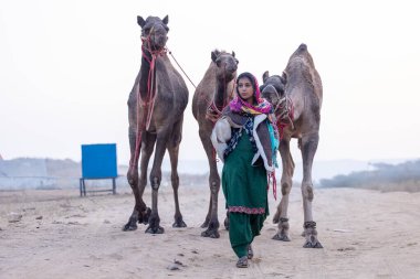 Pushkar, Rajasthan, India - November 24 2023: Portrait of an young Indian rajasthani woman in colorful traditional dress carrying camel at Pushkar Camel Fair ground during winter morning.