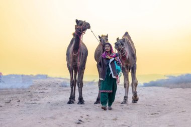 Pushkar, Rajasthan, India - November 24 2023: Portrait of an young Indian rajasthani woman in colorful traditional dress carrying camel at Pushkar Camel Fair ground during winter morning.