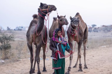 Pushkar, Rajasthan, India - November 24 2023: Portrait of an young Indian rajasthani woman in colorful traditional dress carrying camel at Pushkar Camel Fair ground during winter morning.