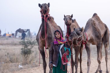 Pushkar, Rajasthan, India - November 24 2023: Portrait of an young Indian rajasthani woman in colorful traditional dress carrying camel at Pushkar Camel Fair ground during winter morning.