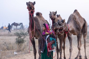Pushkar, Rajasthan, India - November 24 2023: Portrait of an young Indian rajasthani woman in colorful traditional dress carrying camel at Pushkar Camel Fair ground during winter morning.