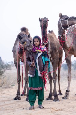 Pushkar, Rajasthan, India - November 24 2023: Portrait of an young Indian rajasthani woman in colorful traditional dress carrying camel at Pushkar Camel Fair ground during winter morning.