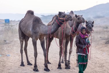 Pushkar, Rajasthan, India - November 24 2023: Portrait of an young Indian rajasthani woman in colorful traditional dress carrying camel at Pushkar Camel Fair ground during winter morning.