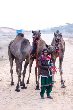 Pushkar, Rajasthan, India - November 24 2023: Portrait of an young Indian rajasthani woman in colorful traditional dress carrying camel at Pushkar Camel Fair ground during winter morning.