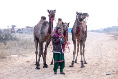 Pushkar, Rajasthan, India - November 24 2023: Portrait of an young Indian rajasthani woman in colorful traditional dress carrying camel at Pushkar Camel Fair ground during winter morning.