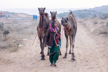 Pushkar, Rajasthan, India - November 24 2023: Portrait of an young Indian rajasthani woman in colorful traditional dress carrying camel at Pushkar Camel Fair ground during winter morning.