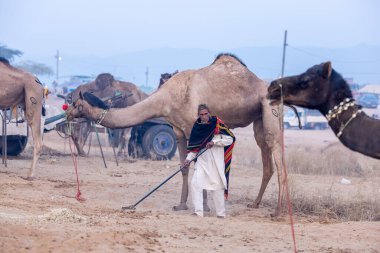 Puşkar, Rajasthan, Hindistan - 24 Kasım 2023: Develerin portresi ve vücudunda yün deve dışkısı temizleyen yaşlı erkek deve gübresi.