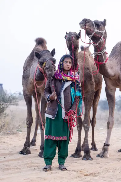 stock image Pushkar, Rajasthan, India - November 24 2023: Portrait of an young Indian rajasthani woman in colorful traditional dress carrying camel at Pushkar Camel Fair ground during winter morning.