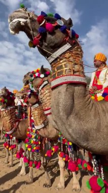 Bikaner, Rajasthan, Hindistan - 15 Ocak 2023: Dünyanın dört bir yanından gelen turistleri eğlendirmek için bikaner deve festivali sırasında çölde katılan Hint BSF kuvvetleri sürüsü.