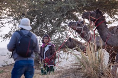 Puşkar, Rajasthan, Hindistan - 24 Kasım 2023: Renkli geleneksel giyimli Hintli Rajasthani kadının portresi kış sabahı Pushkar Deve Fuarı 'nda develere öncülük ediyor.