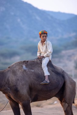 Puşkar, Rajasthan, Hindistan - 24 Kasım 2023: Deveye binen Hintli genç Rajasthani 'nin portresi.