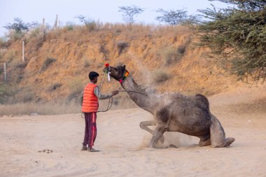Puşkar, Rajasthan, Hindistan - 24 Kasım 2023: Genç bir Hintli Rajasthani çocuğunun portresi Pushkar Camel Panayırı 'nda gün ışığında deve dansı yapması için deveyi eğitiyor.