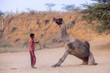 Puşkar, Rajasthan, Hindistan - 24 Kasım 2023: Genç bir Hintli Rajasthani çocuğunun portresi Pushkar Camel Panayırı 'nda gün ışığında deve dansı yapması için deveyi eğitiyor.