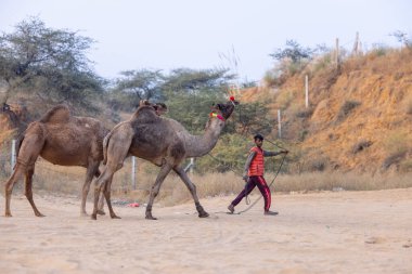 Puşkar, Rajasthan, Hindistan - 24 Kasım 2023: Genç bir Hintli Rajasthani çocuğunun portresi gündüz vakti Pushkar Camel Fuarı 'nda develere liderlik ediyor.