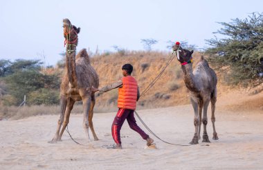 Puşkar, Rajasthan, Hindistan - 24 Kasım 2023: Genç bir Hintli Rajasthani çocuğunun portresi gündüz vakti Pushkar Camel Fuarı 'nda develere liderlik ediyor.