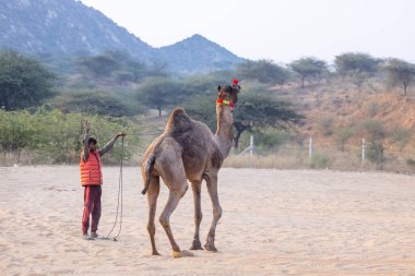 Puşkar, Rajasthan, Hindistan - 24 Kasım 2023: Genç bir Hintli Rajasthani çocuğunun portresi Pushkar Camel Panayırı 'nda gün ışığında deve dansı yapması için deveyi eğitiyor.