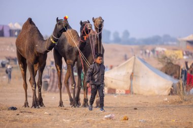 Puşkar, Rajasthan, Hindistan - 24 Kasım 2023: Genç bir Hintli Rajasthani çocuğunun portresi gündüz vakti Pushkar Camel Fuarı 'nda develere liderlik ediyor.