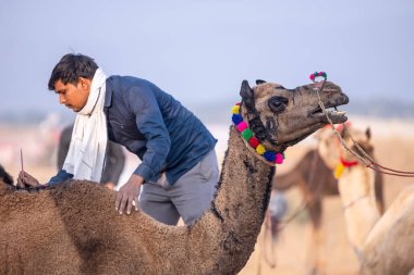 Pushkar, Rajasthan, Hindistan - 24 Kasım 2023: Ticaret başlamadan önce Pushkar Fuarı 'nda devesini teftiş eden bir adamın portresi. Pushkar deve fuarı uzun zamandır deve ticaretiyle ünlüdür..
