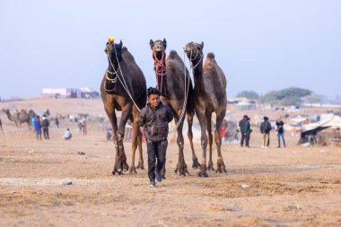 Puşkar, Rajasthan, Hindistan - 24 Kasım 2023: Genç bir Hintli Rajasthani çocuğunun portresi gündüz vakti Pushkar Camel Fuarı 'nda develere liderlik ediyor.