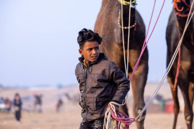 Puşkar, Rajasthan, Hindistan - 24 Kasım 2023: Genç bir Hintli Rajasthani çocuğunun portresi gündüz vakti Pushkar Camel Fuarı 'nda develere liderlik ediyor.