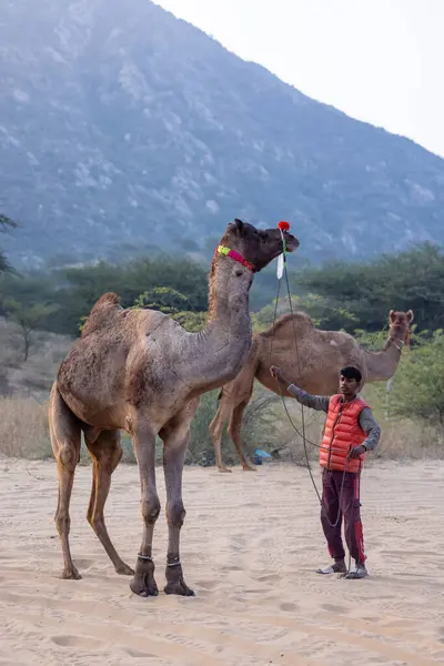 stock image Pushkar, Rajasthan, India - November 24 2023: Portrait of an young indian Rajasthani boy leads camels at Pushkar Camel Fair ground during day light.