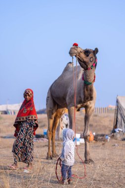 Pushkar, Rajasthan, Hindistan - 25 Kasım 2023: Kış sabahı Pushkar Deve Fuarı