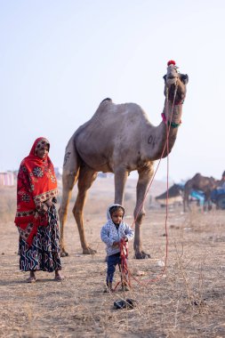 Pushkar, Rajasthan, Hindistan - 25 Kasım 2023: Kış sabahı Pushkar Deve Fuarı