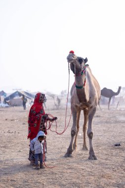 Pushkar, Rajasthan, Hindistan - 25 Kasım 2023: Kış sabahı Pushkar Deve Fuarı