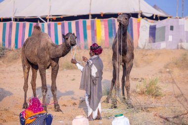 Puşkar, Rajasthan, Hindistan - 23 Kasım 2023: Geleneksel beyaz elbiseli ve renkli türbanlı bir adamın Pushkar deve fuarı sırasında develeriyle portresi. 