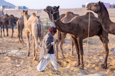 Puşkar, Rajasthan, Hindistan - 23 Kasım 2023: Geleneksel beyaz elbiseli ve renkli türbanlı bir adamın Pushkar deve fuarı sırasında develeriyle portresi. 