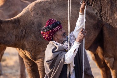 Puşkar, Rajasthan, Hindistan - 23 Kasım 2023: Geleneksel beyaz elbiseli ve renkli türbanlı bir adamın Pushkar deve fuarı sırasında develeriyle portresi. 