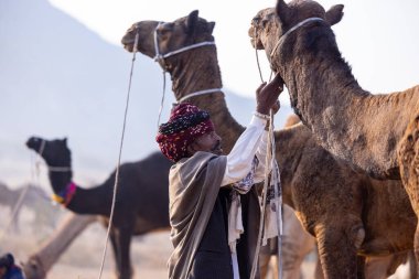 Puşkar, Rajasthan, Hindistan - 23 Kasım 2023: Geleneksel beyaz elbiseli ve renkli türbanlı bir adamın Pushkar deve fuarı sırasında develeriyle portresi. 