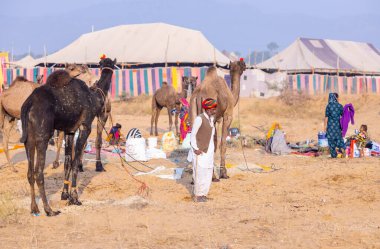 Puşkar, Rajasthan, Hindistan - 23 Kasım 2023: Geleneksel beyaz elbiseli ve renkli türbanlı bir adamın Pushkar deve fuarı sırasında develeriyle portresi. 