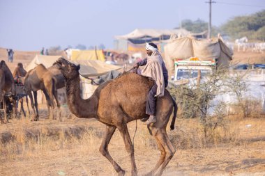 Pushkar, Rajasthan, Hindistan - 25 Kasım 2023: Kış sabahı Pushkar Deve Fuarı