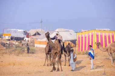 Puşkar, Rajasthan, Hindistan - 23 Kasım 2023: Pushkar deve fuarı sırasında devenin yanında duran geleneksel giysili ve türbanlı Hintli erkeklerin portresi. 