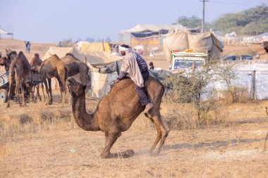 Pushkar, Rajasthan, Hindistan - 25 Kasım 2023: Kış sabahı Pushkar Deve Fuarı