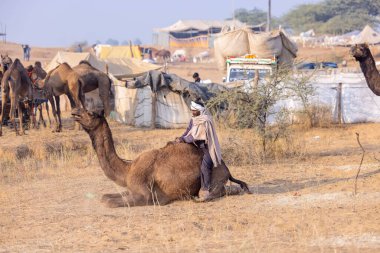 Pushkar, Rajasthan, Hindistan - 25 Kasım 2023: Kış sabahı Pushkar Deve Fuarı
