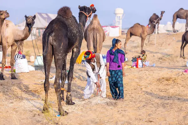 Puşkar, Rajasthan, Hindistan - 24 Kasım 2023: Pushkar Deve Fuarı sırasında babasıyla birlikte genç Hintli Rajasthani kadınının portresi. 