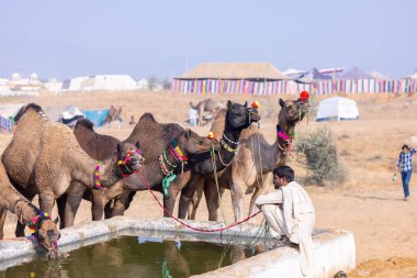 Puşkar, Rajasthan, Hindistan - 23 Kasım 2023: Develerini sulayan geleneksel beyaz elbiseli Rajasthan 'lı bir adamın portresi.