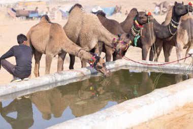 Puşkar, Rajasthan, Hindistan - 23 Kasım 2023: Develerini sulayan geleneksel beyaz elbiseli Rajasthan 'lı bir adamın portresi.