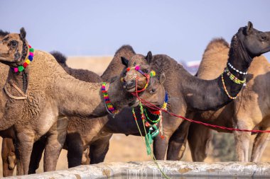 Pushkar deve fuarında ticaret yapmak için evcil develerin portresi