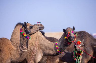 Pushkar deve fuarında ticaret yapmak için evcil develerin portresi