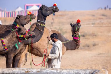Puşkar, Rajasthan, Hindistan - 23 Kasım 2023: Geleneksel beyaz elbiseli insan portresi Pushkar deve fuarı sırasında madalyalı develeriyle ticaret yapıyor..  