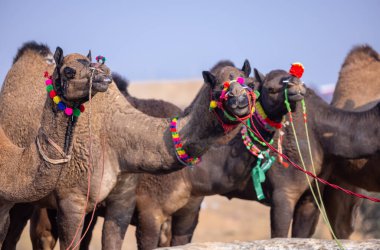 Pushkar deve fuarında ticaret için dekore edilmiş evcil develerin portresi