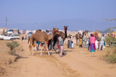 Pushkar, Rajasthan, Hindistan - 25 Kasım 2023: Kış sabahı Pushkar Deve Fuarı