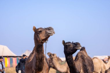 Pushkar deve fuarında ticaret yapmak için evcil develerin portresi